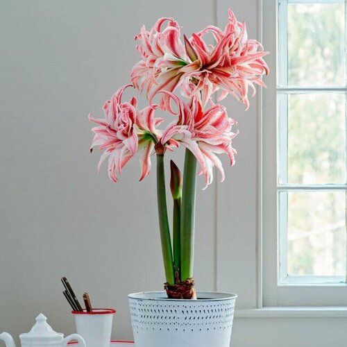 ���� ����������� ������, Hippeastrum Doublet, ������