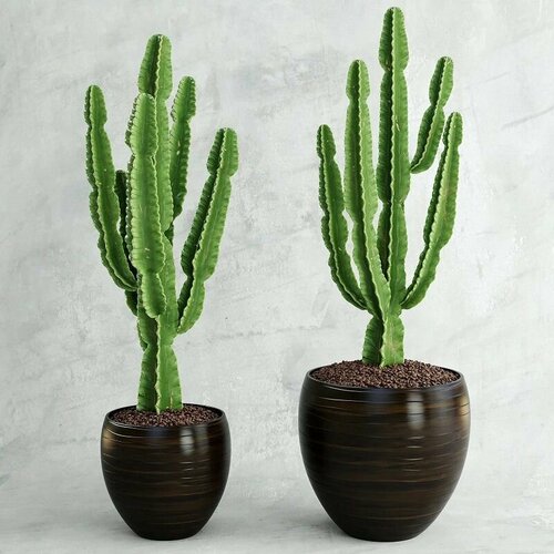    ,  (Euphorbia INGENS),   -     , -,   