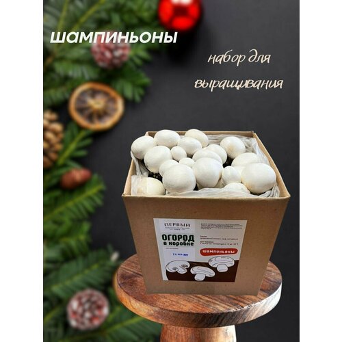 ���� ������� �����������