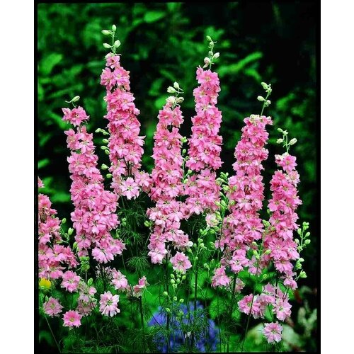 ���� ������ ���������� ��������������� ������� �������