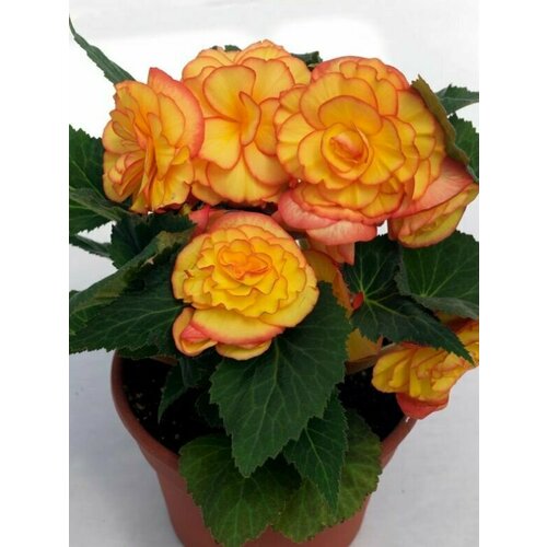 ���� ������� F1 ��������� �������� ����� ������ ������ ������ � �����������, �������������� �������� ��� ��������� ������ ������� ������� ��������, 5 �����