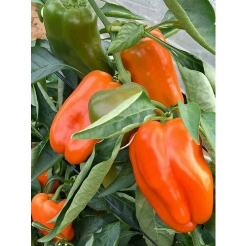 ���� ������������� ������ ����� �������� ��������� ������ �� ����