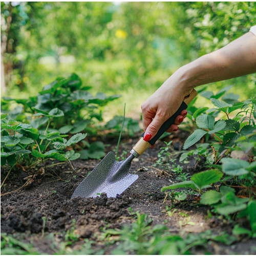 ���� ������� ������� 36 ��