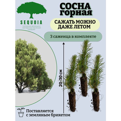 ���� ����� ������ 3 �������