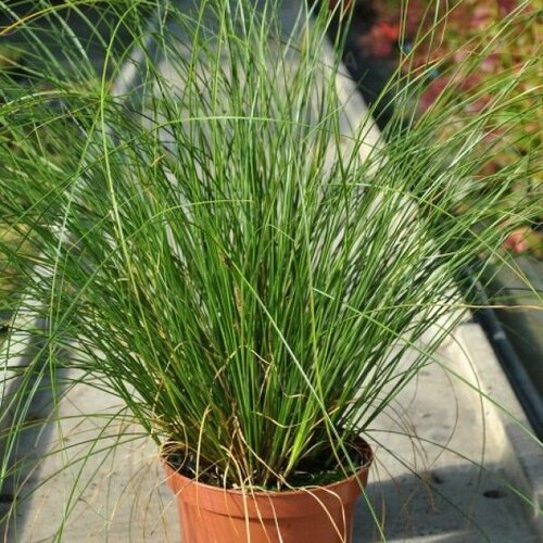 ���� ����� ����������� ������ ����, ����� ������� � ��������� �����, �� 3 ����� ������ 15-21 ��������, 3 �����