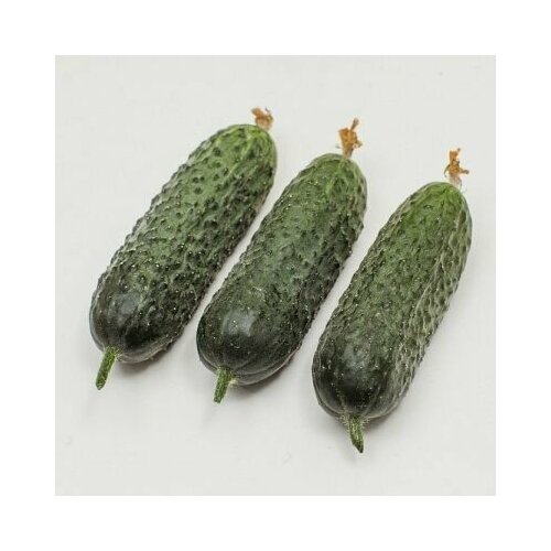 ���� ������������� ������ ������ �������� F1