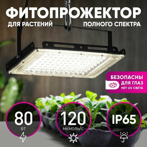        FITO-80W-Ra90-LED-Y    -     , -  