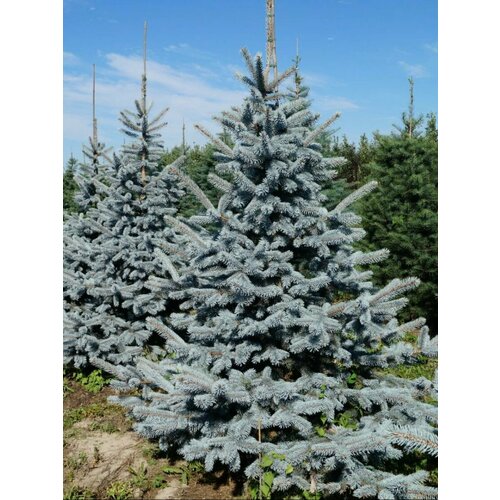       (Picea pungens Hoopsii), 15   -     , -  