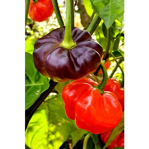          (Aji Cachucha Purple Splothed) / Seeds And Goods /   zip-lock   10   -     , -  