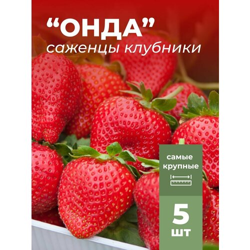 ���� �������� ����� ������������� ���� �������/��������� �������� 5 ��