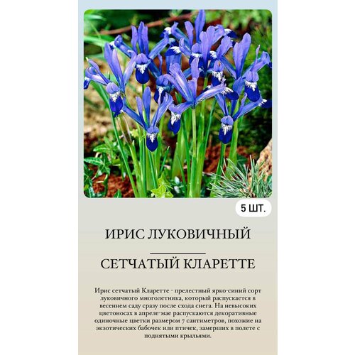 ���� ���� ���������� �������� ����������� ��������