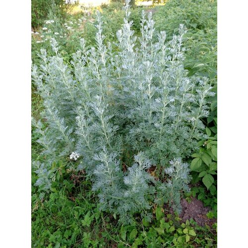     (Artemisia absinthium), 100 