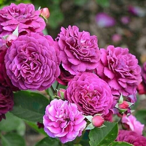 ���� ���� ���������� ��� ����