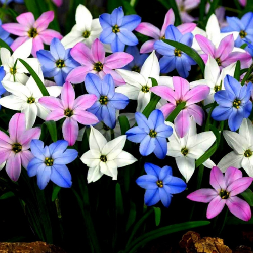 ���� ������ MIX (10 �������)