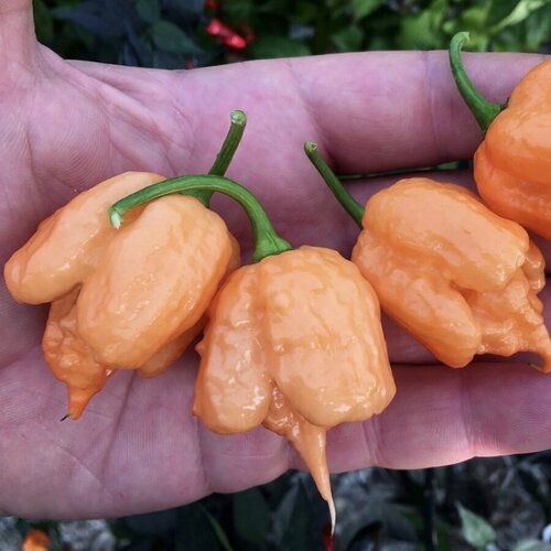       Carolina Reaper Peach,    5 .  -     , -  