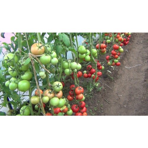 ���� ������������� ������ ������ ������