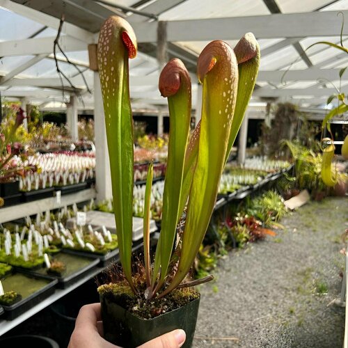     , Sarracenia inor var. kefenokeensis,  ,    -     , -  