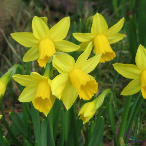 ���� ������� TET-A-TET (3 ��������)