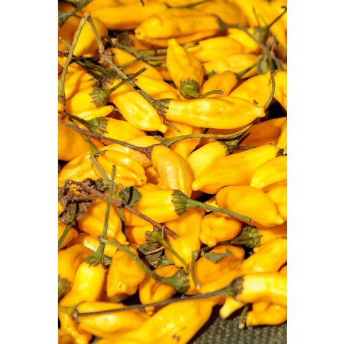     Aji Limo (. Capsicum baccatum)  5  -     , -,   