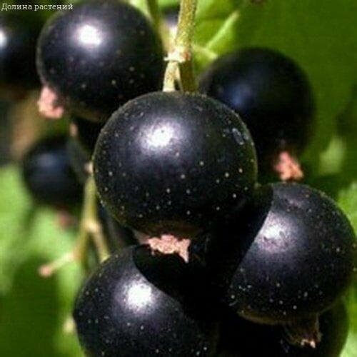 ���� ��������� ������ (1 �������)