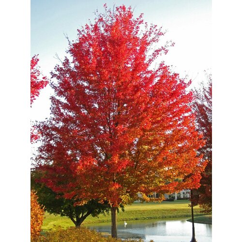      () / Acer saccharinum, 10   -     , -  