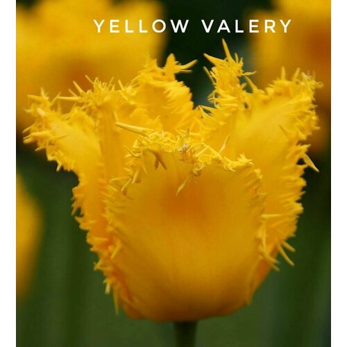 ���� �������� �������� ������������ , Yellow Valery ����, �����, 3 ��������