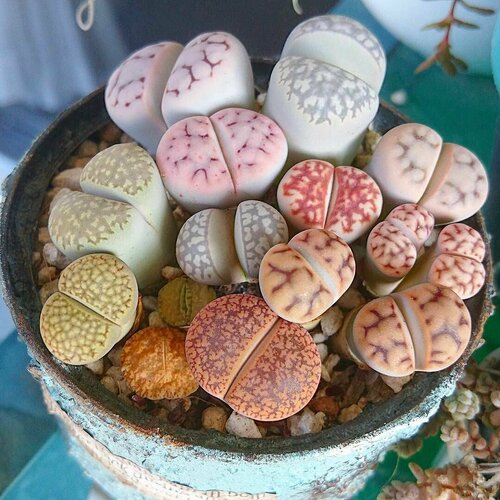     , ,  15. (Lithops)  -     , -,   