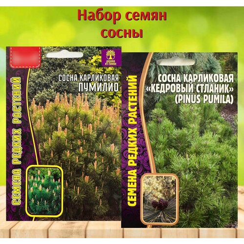 ���� ����� ������ ������� �������� ����� ���������� �������� ������� � �������. ����� 2 ��.