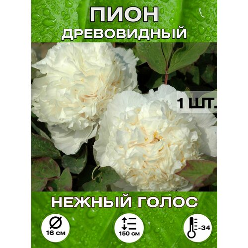 ���� ���� ������ �����, ���������