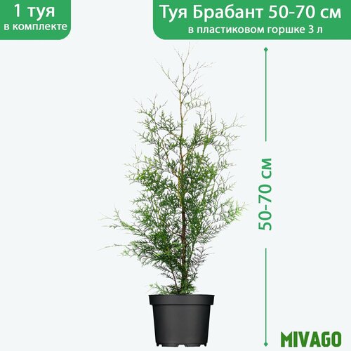 ���� ��� �������� ������� C3, ������ 50-70 ��, ������� ������ 19 ��, �������