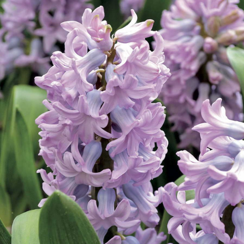 ���� ������� ��� ��� (2 ��)