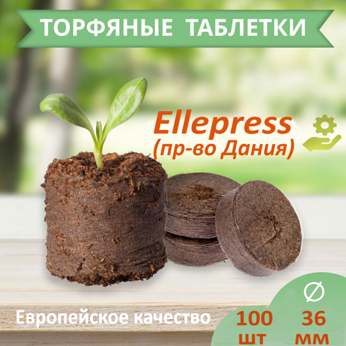     ELLEPRESS 36  100   -     , -,   