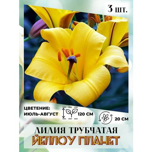 ���� ����� ���������, �������� 3��.