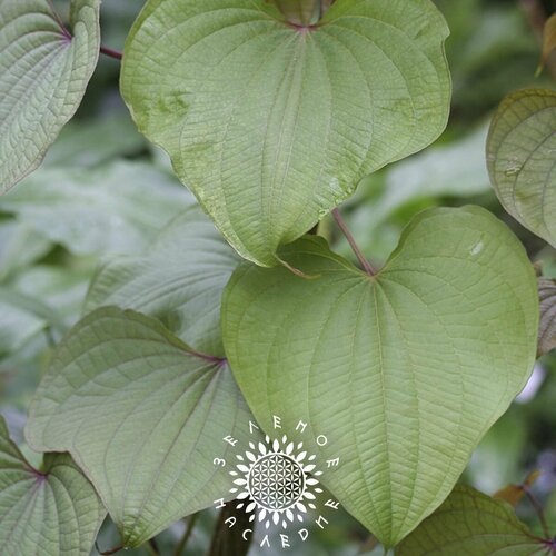      -   (. Dioscorea communis) 10  -     , -  