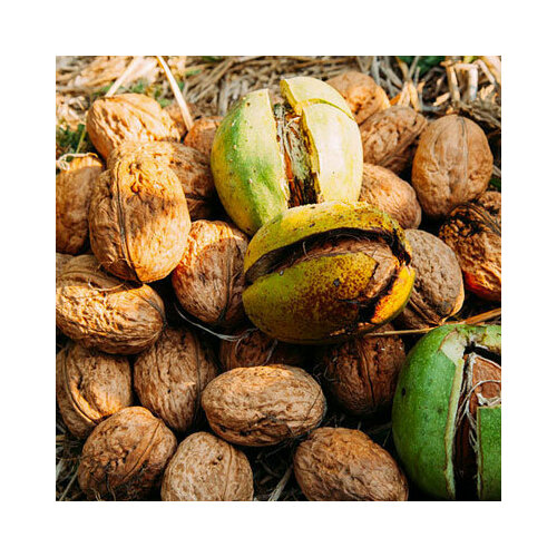 ���� ���� ������������ ������� (�. �. ������), 1 �������