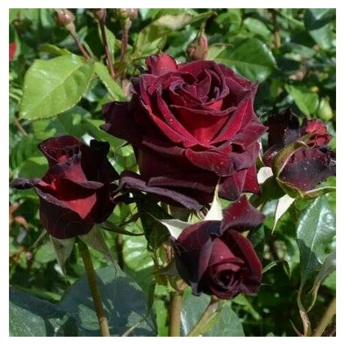 ���� ���� ��������� ������ �����