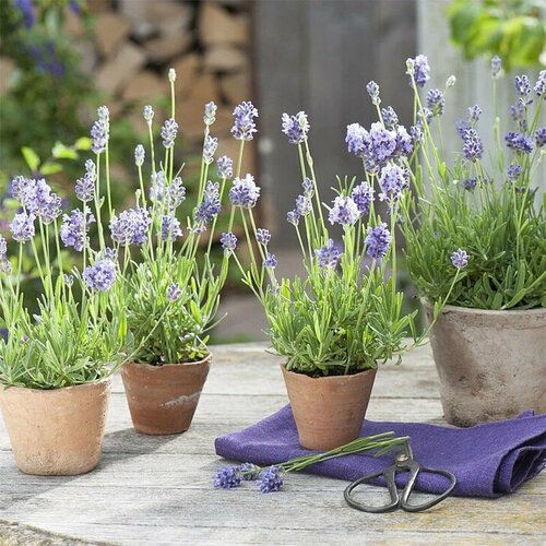 ���� ������� �������, ������, 30 ��