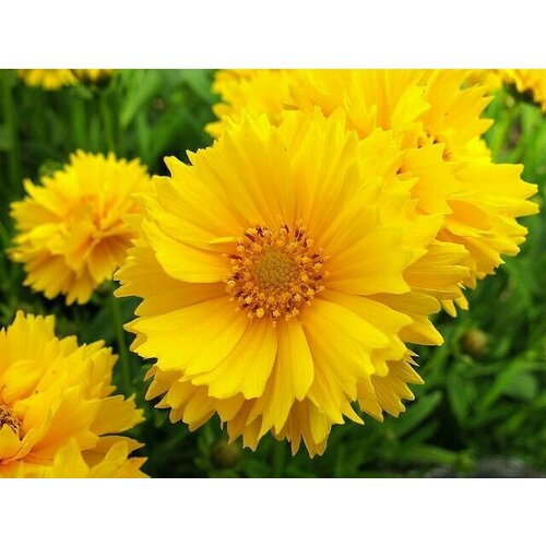 ���� ��������� ����������� ��������� �����, 45 �� �����