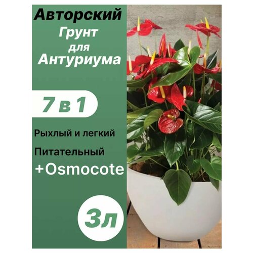 ���� ����� ��� ��������� 3� / �������