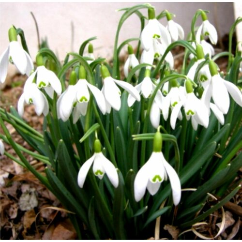    - Galanthus (   5 )/ ,   ,  /  , ,   