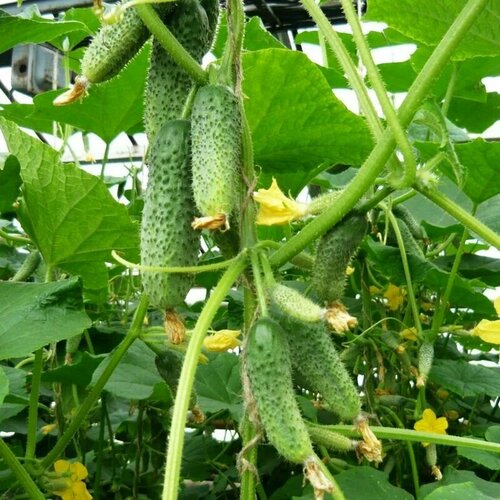 ���� ������������� ������ ������ ���� F1