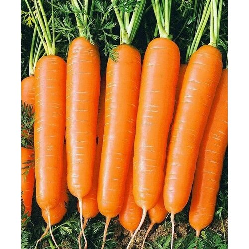 ���� ������������� ������ ������� �������� F1