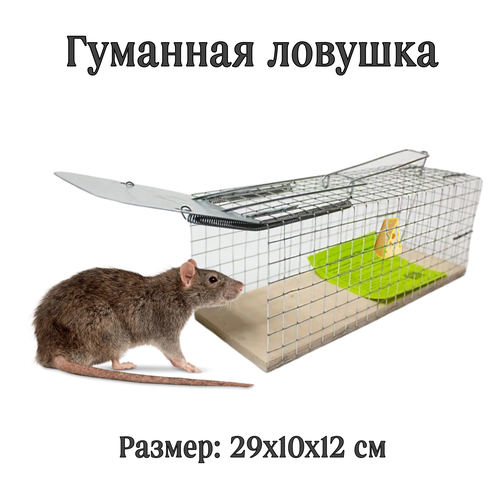 ���� ���������� ������ (�������) �� ����