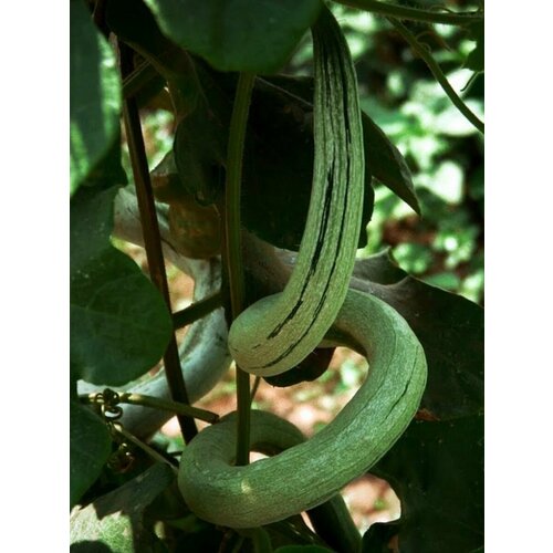 ���� ������ ��������� ���������� (Trichosanthes cucumerina), 4 ����