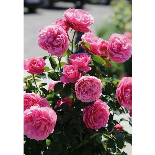 ���� ���� ���������� �������� �� ����� 2 ��