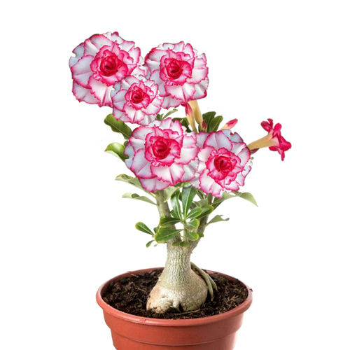 ���� ������������ ������ ������� �������� 3 ��.