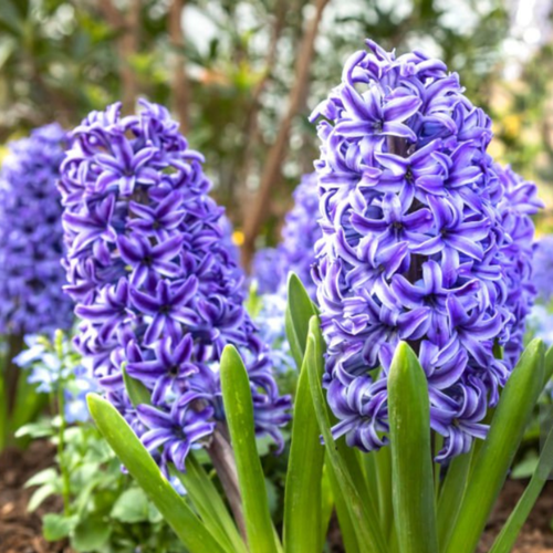 ���� ������� ADRIAN (2 ��������)