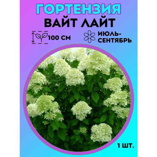 ���� ��������� �����������, ������� 1 �����