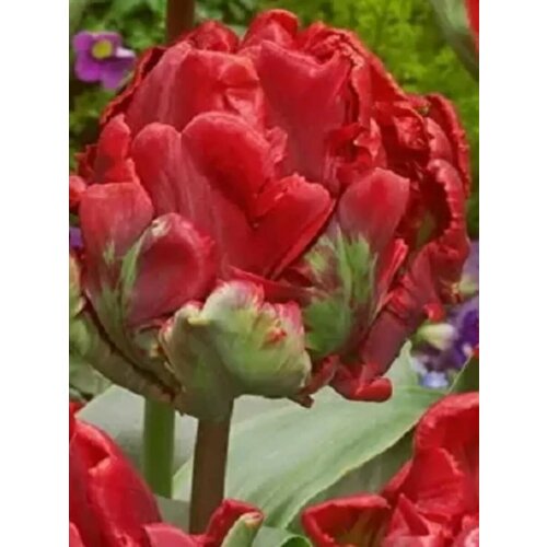 ���� �������� ������� ������ - 10 ��.