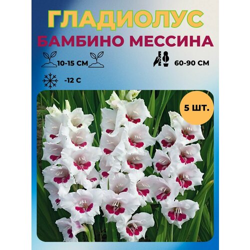 ���� ��������� �������� 5 ��.